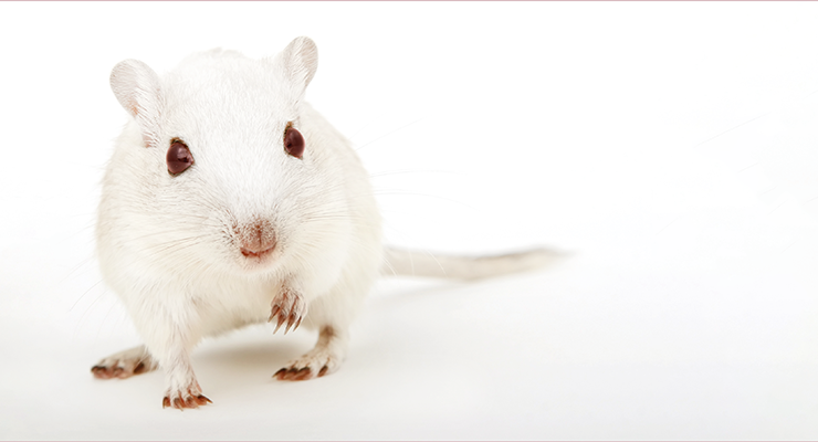 Curso Pós-Graduado de Atualização de Ciências em Animais de Laboratório – Categoria B (5.ª edição)
