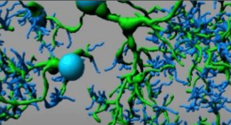 “International Symposium – 100 Years of Microglia (1919-2019)” | Palestras em direto na FFUL