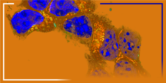 Curso Avançado de Doutoramento “Stem Cell Technologies”